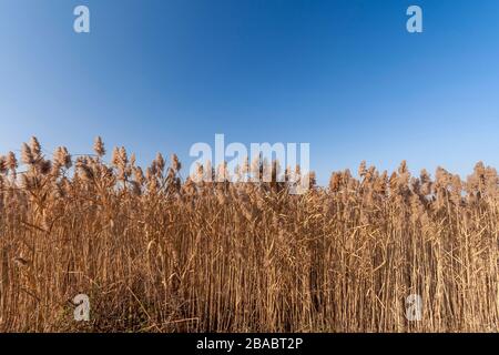 Herbe Reed, tuyau Reed devant un ciel bleu Banque D'Images