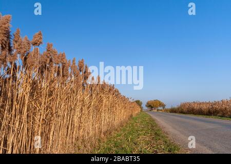 Herbe Reed, tuyau Reed devant un ciel bleu Banque D'Images