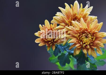 Foyer sélectif du chrysanthème jaune orange fermé également connu sous le nom de maman ou fleurs de maman d'automne fleuissant Banque D'Images