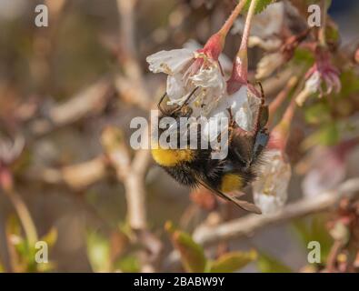 Une bouffe de bumblebee recueillant du pollen d'une fleur de prunus kojo no mai. Banque D'Images