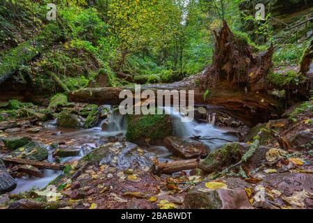 Arbre tombé dans la gorge de wolfsschlucht près de Zwingenberg dans l'Odenwald, Allemagne. Banque D'Images