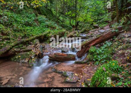 Arbre brisé dans la gorge de Wolfsschlucht près de Zwingenberg dans l'Odenwald, Allemagne. Banque D'Images