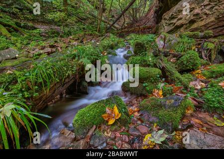 Petit ruisseau dans la gorge de Wolfsschlucht près de Zwingenberg dans l'Odenwald, Allemagne. Banque D'Images