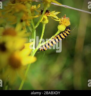 Le cinabre Moth Caterpillar Banque D'Images