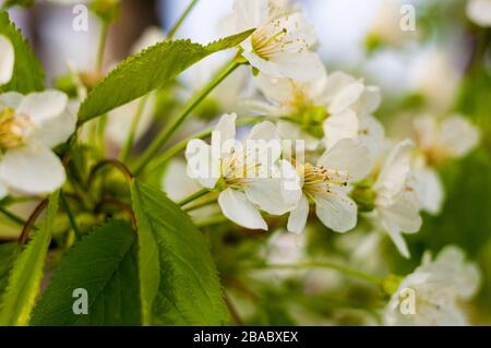 Arrière-plan fleuissant de belles cerises blanches dans des gouttes de pluie une journée ensoleillée au début du printemps gros plan, mise au point douce Banque D'Images