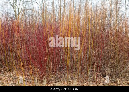 Nouvelle croissance de Willow cultivar, probablement flamme ou Red Willow E USA, par James D Coppinger/Dembinsky photo Assoc Banque D'Images