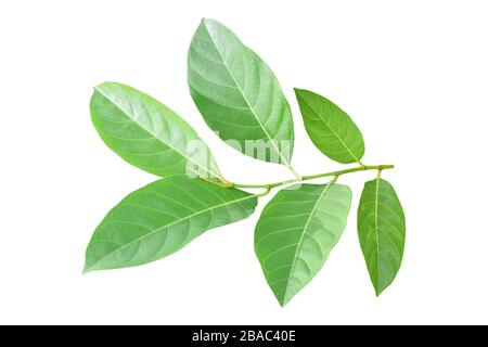 Feuille de gros fruits isolée sur fond blanc. Objet avec chemin d'écrêtage. Banque D'Images