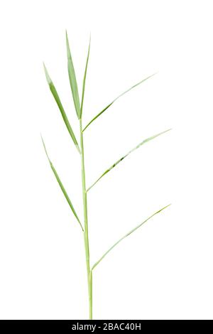 Feuille de gramineae d'herbe isolée sur fond blanc. Banque D'Images