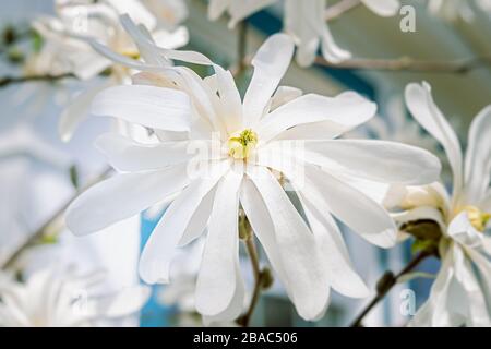 Merrill Star Magnolia, un petit arbre ou arbuste dans le jardin du printemps. Banque D'Images