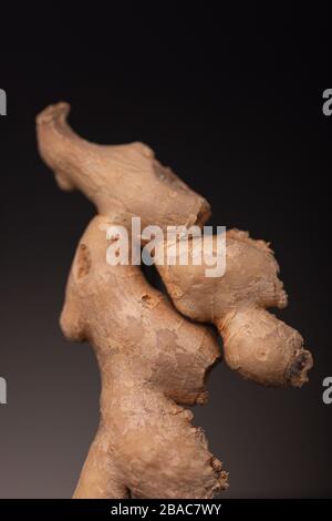 Racine de gingembre frais. Photo studio de faible clé, toujours en vie, d'épices comestibles sur fond sombre. Banque D'Images