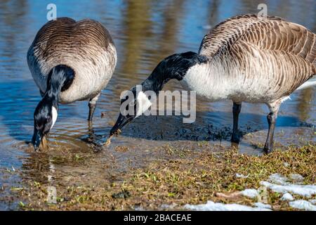 Printemps, oies à la recherche de la nourriture et à essayer de trouver un partenaire Banque D'Images