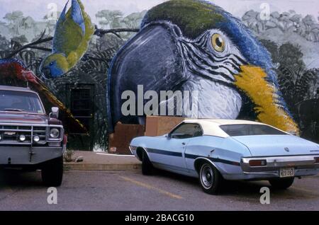 Fresque représentant le perroquet et d'autres oiseaux exotiques à l'extérieur d'une boutique d'animaux de compagnie à Phoenix, Arizona vers 1978. Banque D'Images