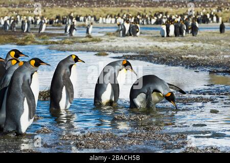 Groupe des pingouins du roi (Aptenodytes patagonicus) traversant un ruisseau, plaine de Salisbury, Géorgie du Sud, Antarctique Banque D'Images