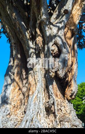 Dragon Tree millénaire (Dracaena draco), Icod de los Vinos, Tenerife, îles Canaries, Espagne Banque D'Images