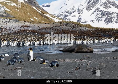 Penguins royaux (Aptenodytes patagonicus) entourant un Sceau d'éléphant du sud endormi (Mirounga leonina), baie de la Baleine droite, île de Géorgie du Sud Banque D'Images