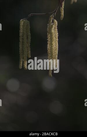 Gros plan vertical de l'aulne suspendu sur les branches de l'arbre avec arrière-plan flou Banque D'Images