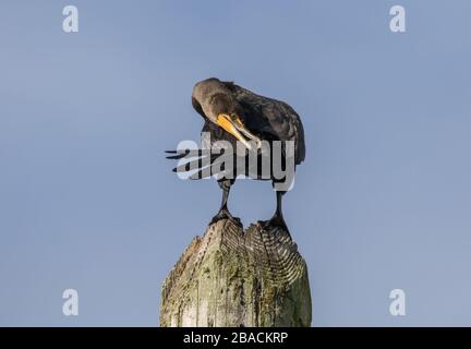 Cormorant perché sur un Piing II Banque D'Images