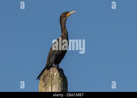 Cormorant perché sur un perlage Banque D'Images