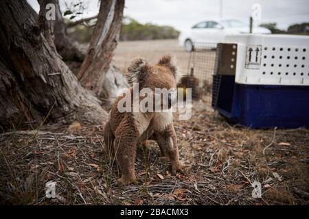 Koala connu sous le nom de « grumpy » sur Kangaroo Island, Australie méridionale, Australie. Banque D'Images