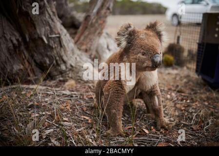 Koala connu sous le nom de « grumpy » sur Kangaroo Island, Australie méridionale, Australie. Banque D'Images