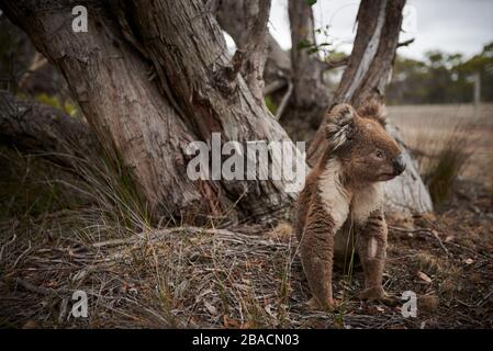 Koala connu sous le nom de « grumpy » sur Kangaroo Island, Australie méridionale, Australie. Banque D'Images