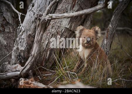 Koala connu sous le nom de « grumpy » sur Kangaroo Island, Australie méridionale, Australie. Banque D'Images