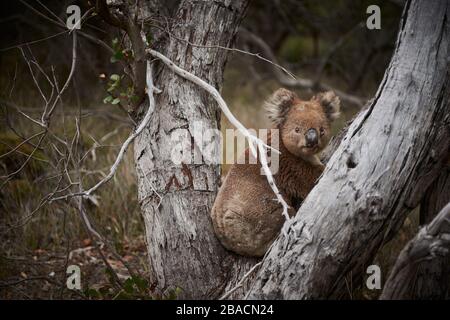 Koala connu sous le nom de « grumpy » sur Kangaroo Island, Australie méridionale, Australie. Banque D'Images