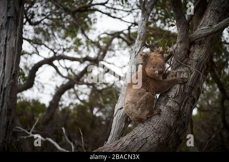 Koala connu sous le nom de « grumpy » sur Kangaroo Island, Australie méridionale, Australie. Banque D'Images