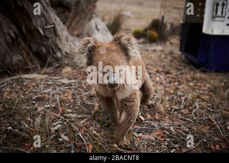 Koala connu sous le nom de « grumpy » sur Kangaroo Island, Australie méridionale, Australie. Banque D'Images