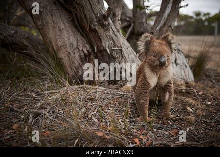 Koala connu sous le nom de « grumpy » sur Kangaroo Island, Australie méridionale, Australie. Banque D'Images