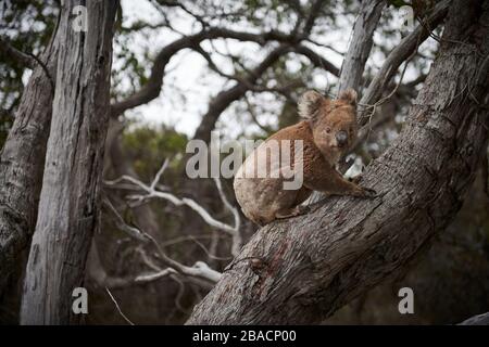 Koala connu sous le nom de « grumpy » sur Kangaroo Island, Australie méridionale, Australie. Banque D'Images