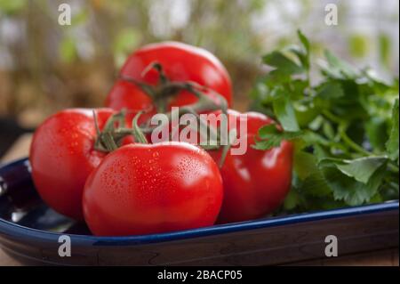 Studio photo de tomates sur la vigne et le persil sur la plaque ovale bleu foncé. Banque D'Images