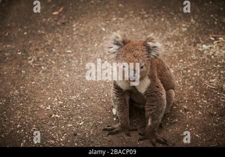 Koala connu sous le nom de « grumpy » sur Kangaroo Island, Australie méridionale, Australie. Banque D'Images