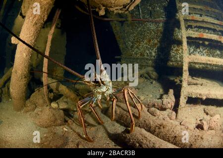 Homard d'épineuse des Caraïbes marchant à l'intérieur de l'épave du cargo Carib à Saint-Martin Banque D'Images