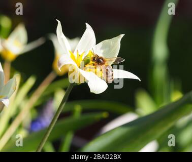 Tulipe Turkestanica pollinisée par Bees. Maison cultivée, pleine de pollen et au sommet de la fraîcheur. Banque D'Images