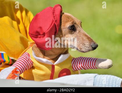 Dachshund vêtu d'un costume de carnaval.cette race de chien est très populaire. Banque D'Images