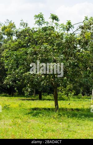 Un arbre plein de mangues vertes dans un jardin de mangue à rajshahi, chapainwabganj, bangladesh Banque D'Images