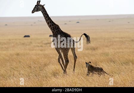 L'image du lion africain (Panthera leo) chassant la girafe dans le parc national de Masai mara, au Kenya Banque D'Images