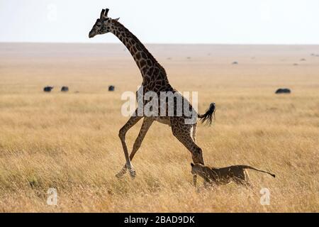 L'image du lion africain (Panthera leo) chassant la girafe dans le parc national de Masai mara, au Kenya Banque D'Images