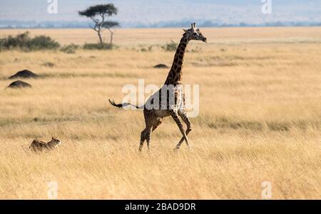 L'image du lion africain (Panthera leo) chassant la girafe dans le parc national de Masai mara, au Kenya Banque D'Images