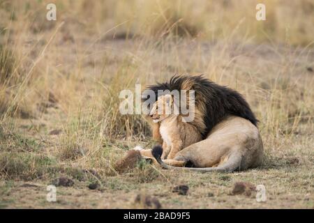 L'image du lion africain (Panthera leo) cub dans le parc national de Masai mara, au Kenya Banque D'Images