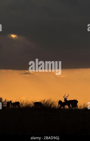 L'image d'Impala (Aepyceros melampus) silhoutte au coucher du soleil dans la réserve nationale de Masai Mara, au Kenya. Banque D'Images