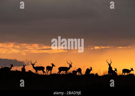 L'image d'Impala (Aepyceros melampus) silhoutte au coucher du soleil dans la réserve nationale de Masai Mara, au Kenya. Banque D'Images