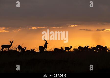 L'image d'Impala (Aepyceros melampus) silhoutte au coucher du soleil dans la réserve nationale de Masai Mara, au Kenya. Banque D'Images