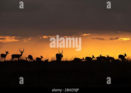 L'image d'Impala (Aepyceros melampus) silhoutte au coucher du soleil dans la réserve nationale de Masai Mara, au Kenya. Banque D'Images