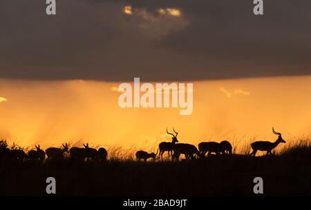 L'image d'Impala (Aepyceros melampus) silhoutte au coucher du soleil dans la réserve nationale de Masai Mara, au Kenya. Banque D'Images