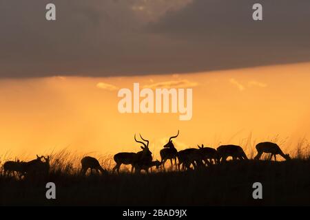 L'image d'Impala (Aepyceros melampus) silhoutte au coucher du soleil dans la réserve nationale de Masai Mara, au Kenya. Banque D'Images