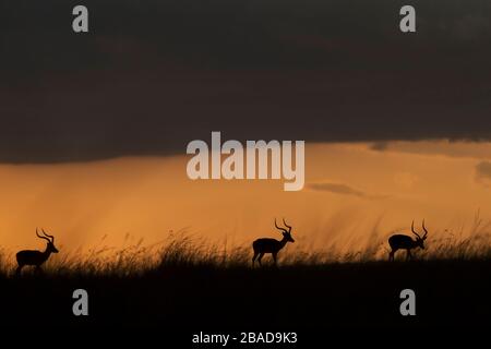 L'image d'Impala (Aepyceros melampus) silhoutte au coucher du soleil dans la réserve nationale de Masai Mara, au Kenya. Banque D'Images