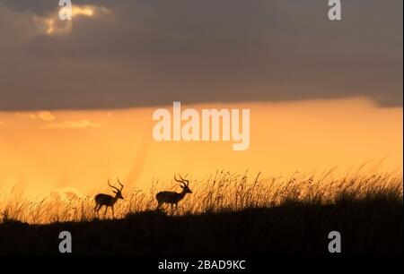 L'image d'Impala (Aepyceros melampus) silhoutte au coucher du soleil dans la réserve nationale de Masai Mara, au Kenya. Banque D'Images