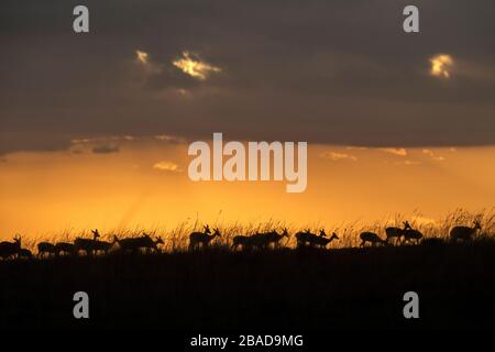 L'image d'Impala (Aepyceros melampus) silhoutte au coucher du soleil dans la réserve nationale de Masai Mara, au Kenya. Banque D'Images